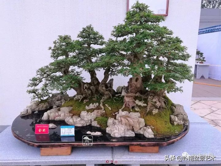 盆景对节白蜡是什么树,对节白蜡盆景是什么树