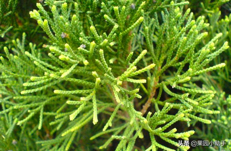 梨树开花时可以打防梨锈病的药吗,为什么梨树喷药了梨锈病更严重