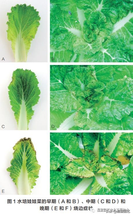水培叶菜烧边的罪魁祸首竟然是它……防控措施应该这样做