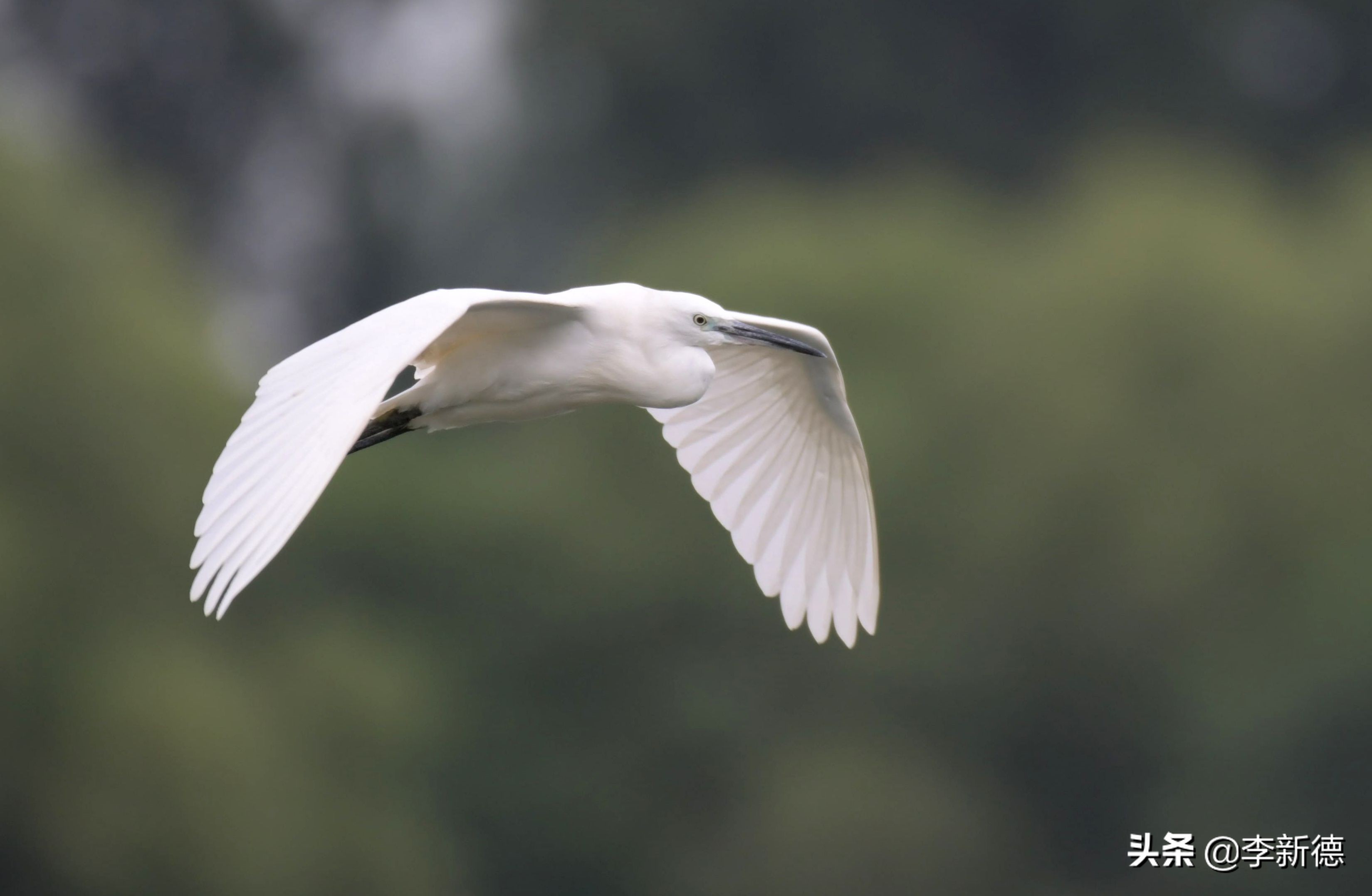 白鹭飞翔时的片段,白鹭飞行的动作和姿态