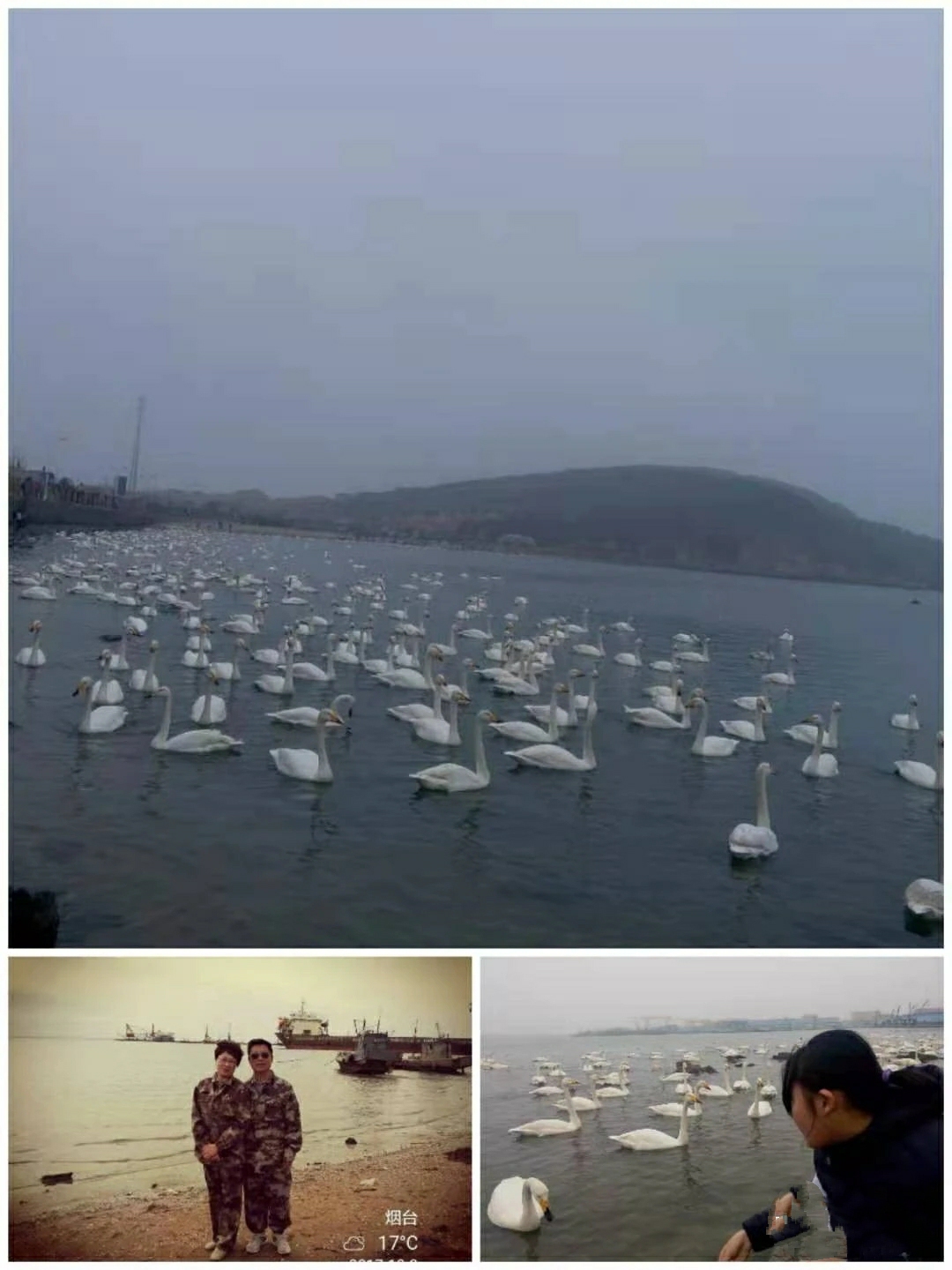 「战友美文」作家美女战友张雪梅的《烟墩角天鹅湖小渔村》