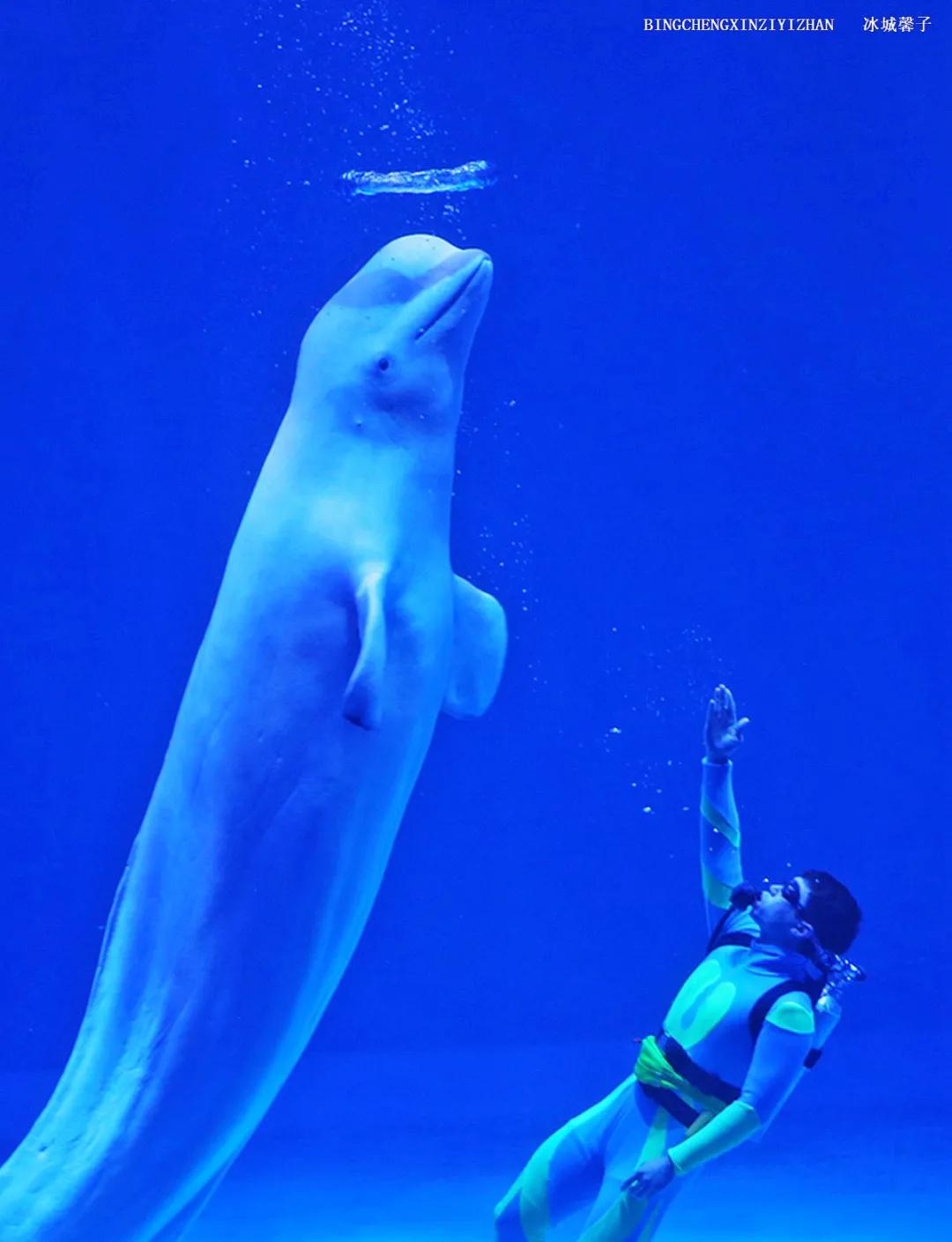 走进哈尔滨完整视频,走进哈尔滨海洋馆