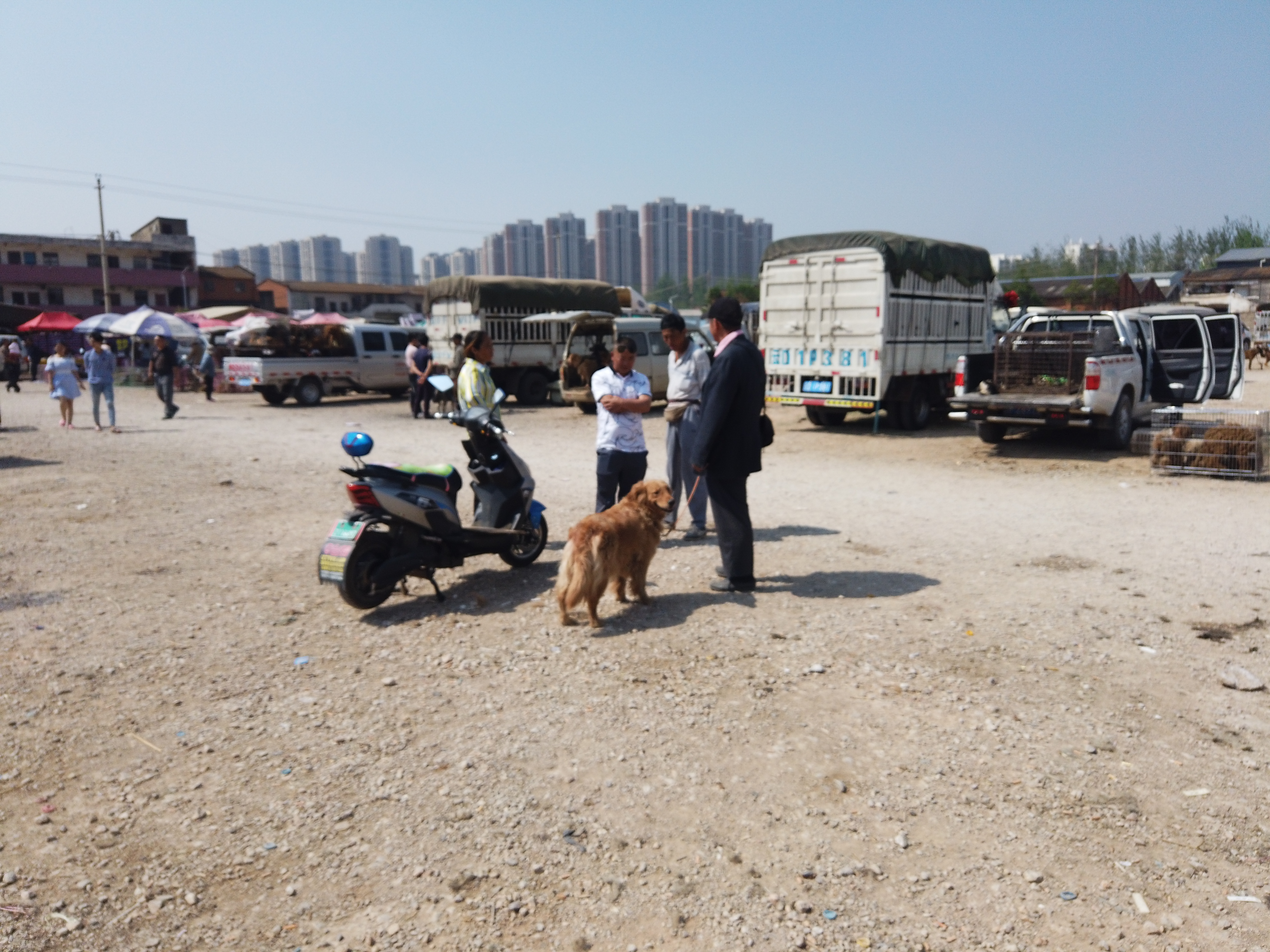 400元一只金毛出售,一万块钱的金毛出售