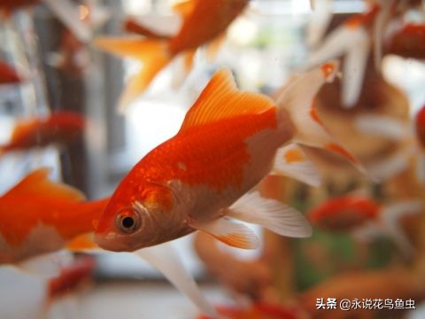 怎么把金鱼的蛋孵化出来,怎么让金鱼生蛋