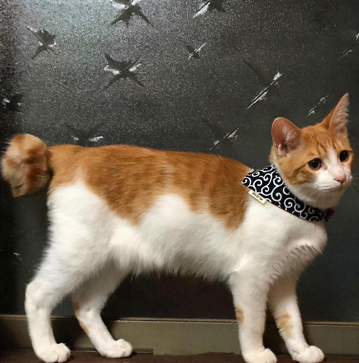 如果你家猫有这七种表现,有这些特征的猫咪会给你带来好运