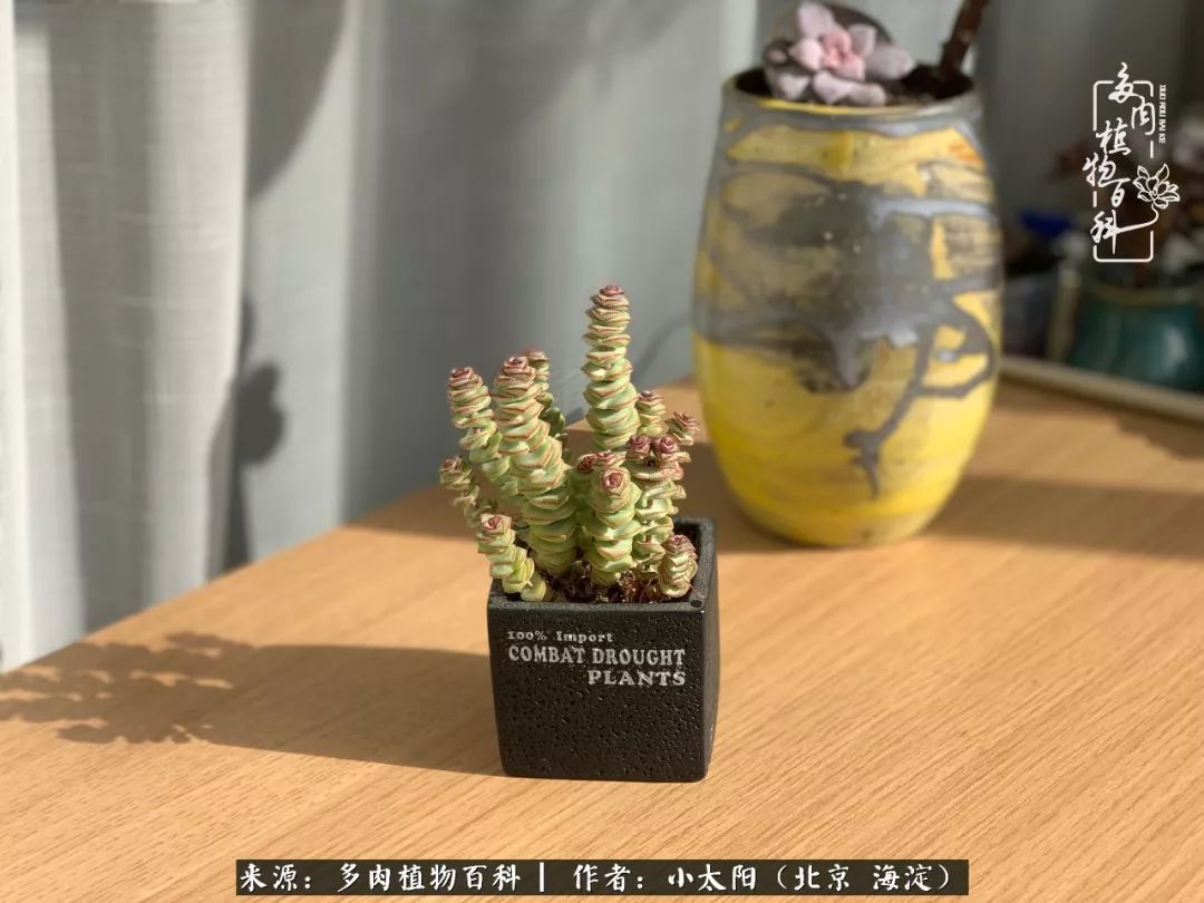 来自多肉的顽强生命力,与多肉朝夕相伴的美好时光