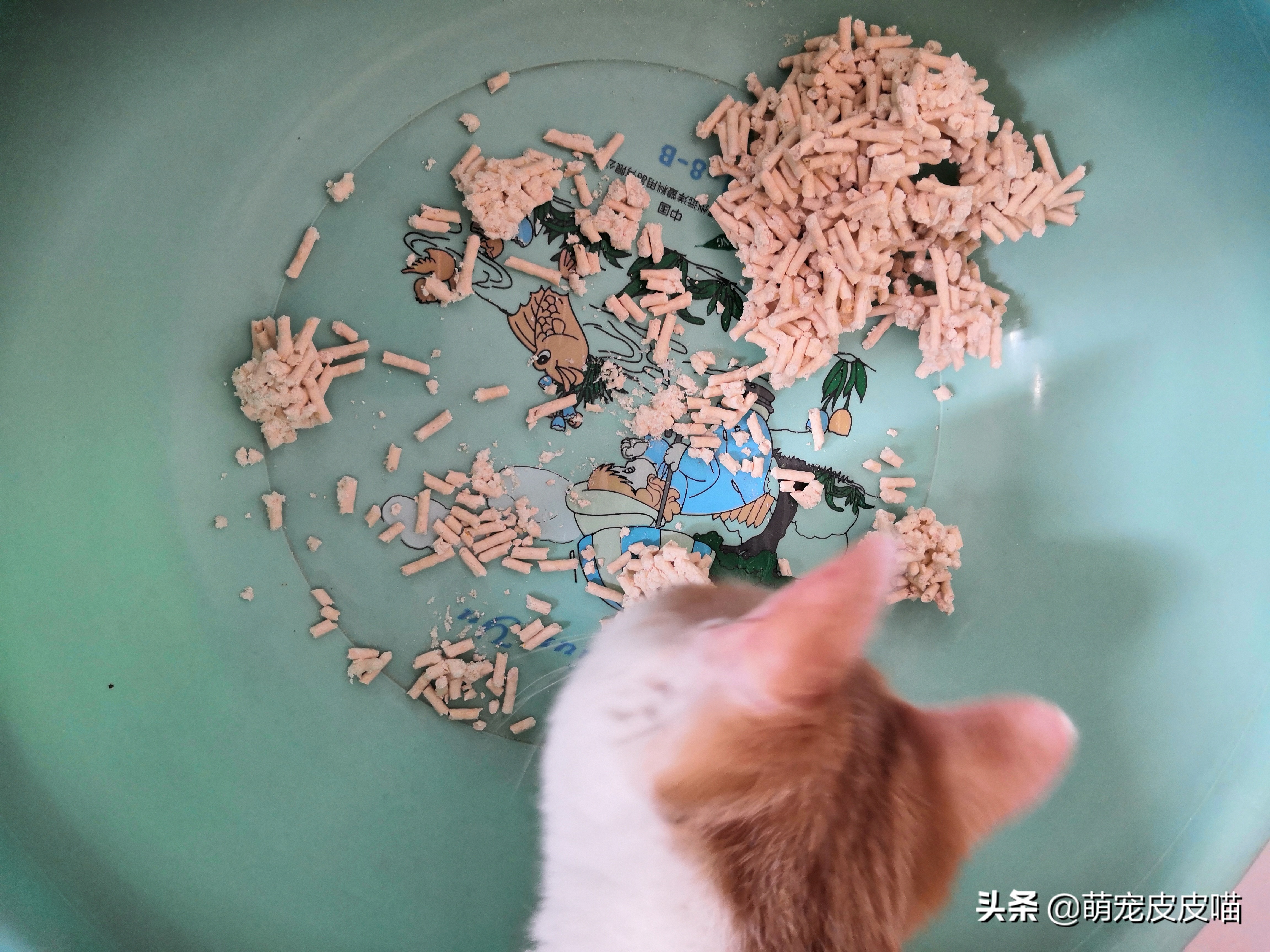 尾巴生活豆腐猫砂和一罐好鱼猫罐头测评，需要的铲屎官看过来哦