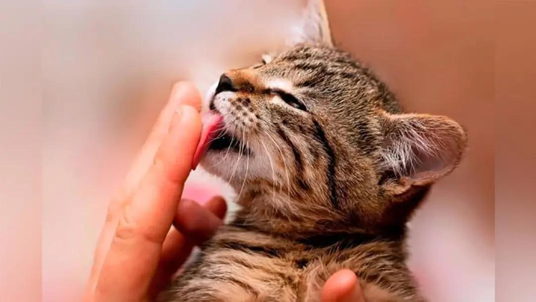 猫毛过敏会导致嗅觉失灵么,猫毛过敏是免疫力下降吗