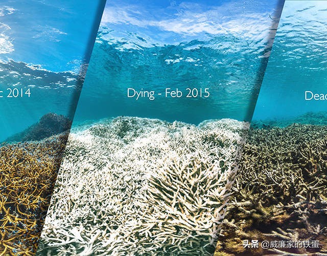 你！不准黑！沙滩救生员用它，炙烤8小时0晒伤！风靡澳洲百年