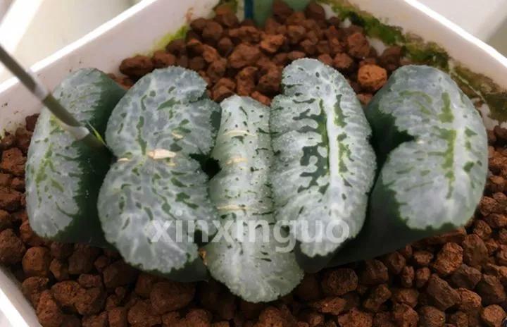 郭氏---台湾行之李瑞斌大棚及布楚礼多肉植物园游记