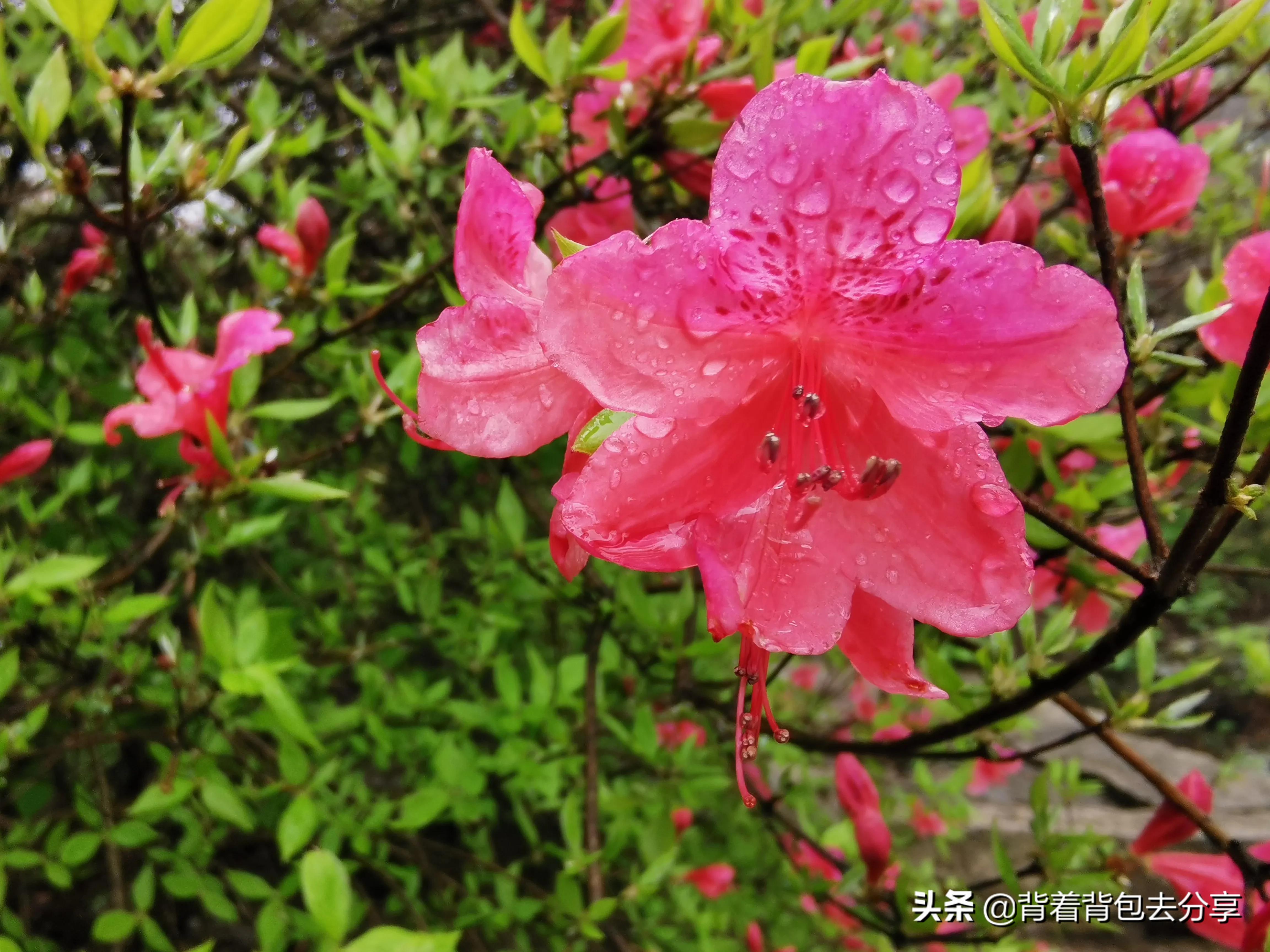 麻城看杜鹃花攻略,去麻城看杜鹃攻略