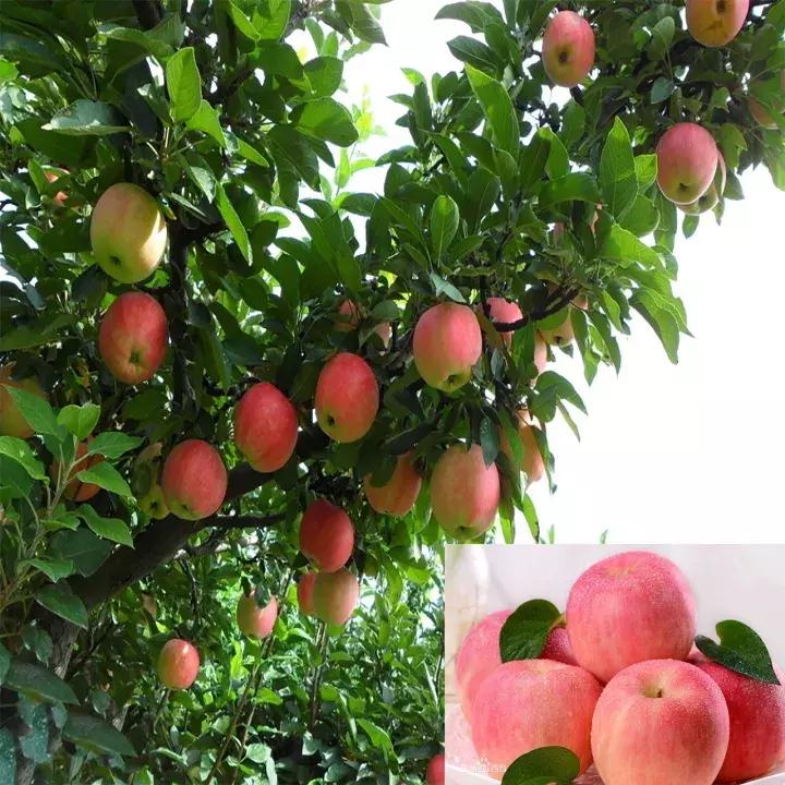 吃了这么多年的苹果竟然吃错了,好吃的苹果都有哪些品种