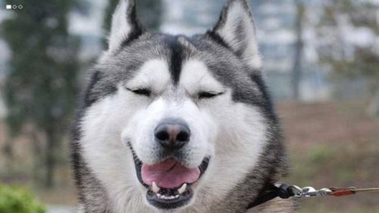 哈士奇掉毛吗有体味吗,哈士奇掉毛排在第几名