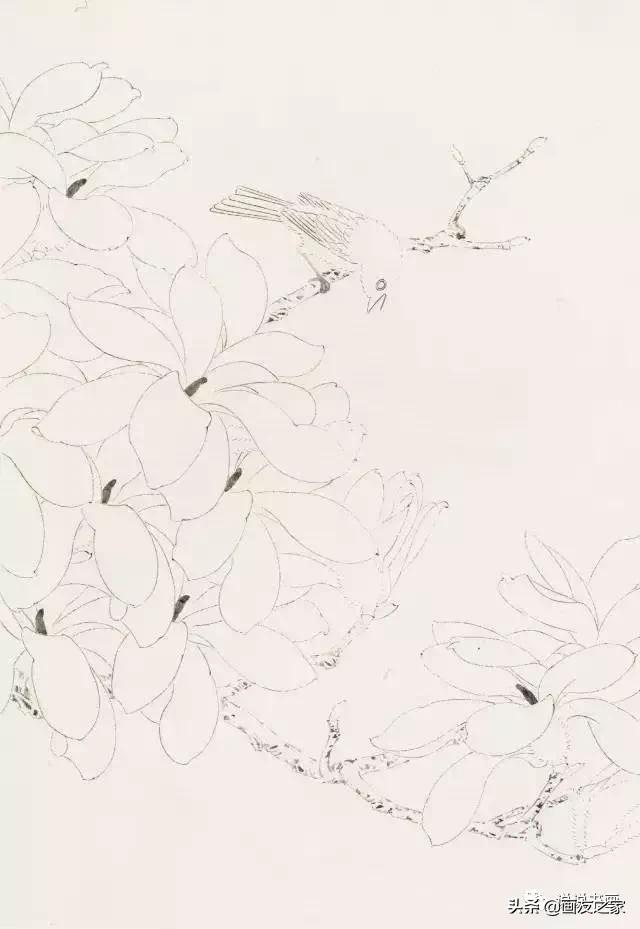 工笔玉兰的画法和染色,工笔玉兰花教学