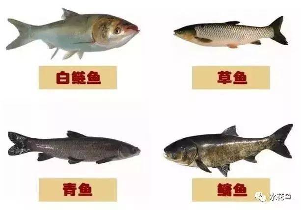 水花鱼苗是什么样子,如何识别水产用小球藻真伪