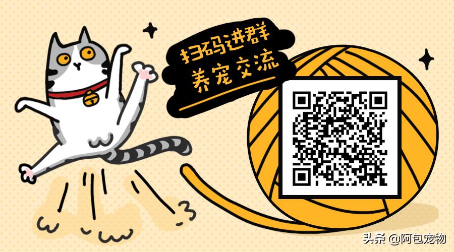 让狗狗绝育要关注什么,给狗狗绝育有什么害处吗