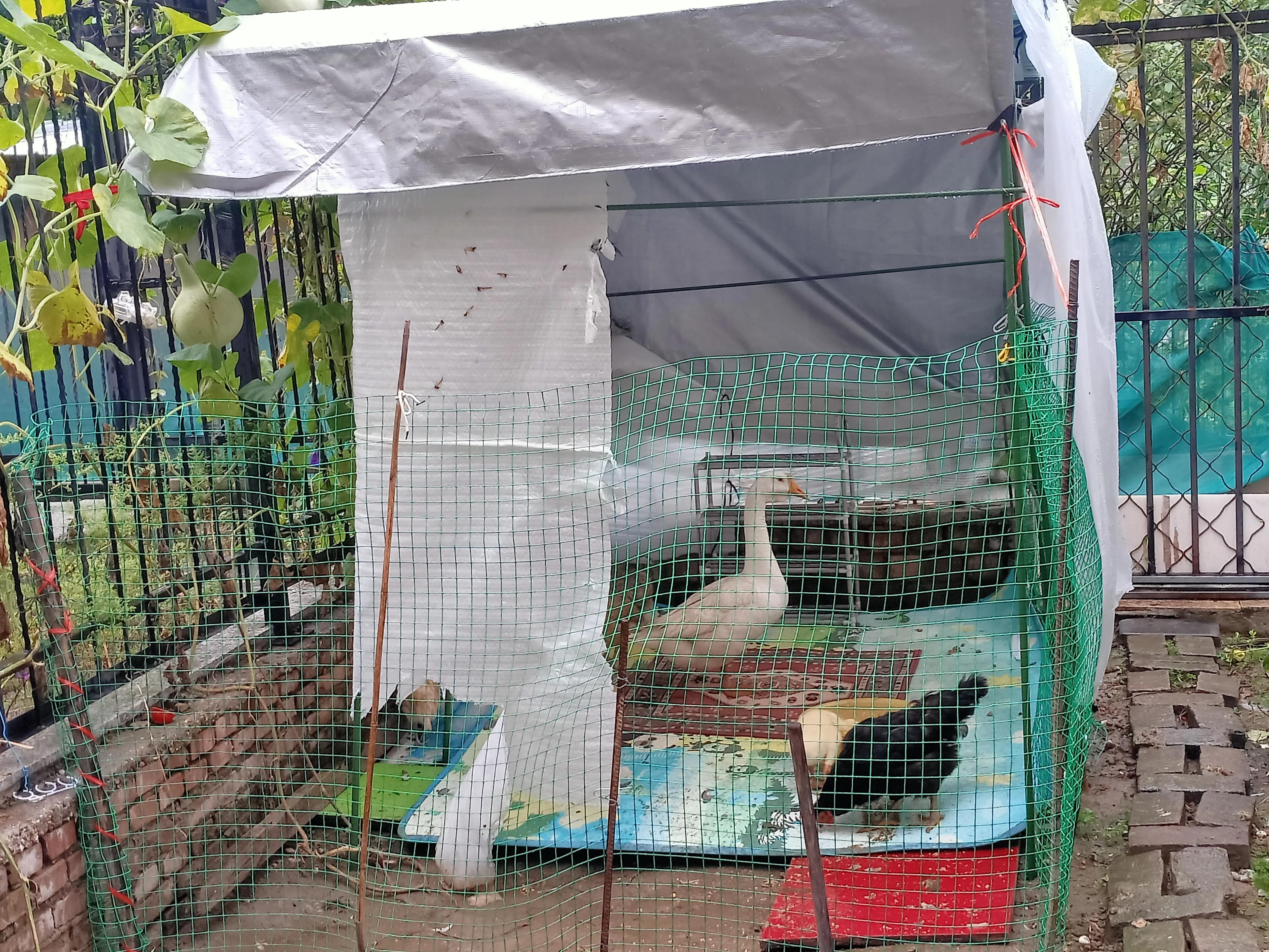 小花鸡丢了电视剧,小母鸡不见了