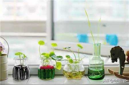 水培植物发臭的解决方法,水培植物根部腐烂怎么补救