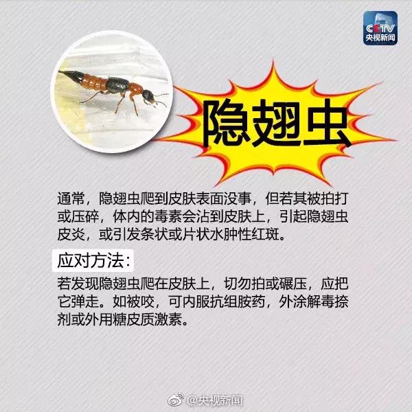 红火蚁出没村民被咬致休克,红火蚁入侵这里多人被咬伤