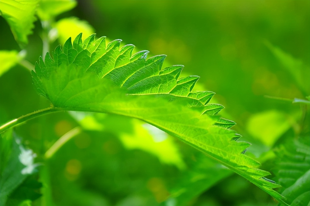 熊果苷有用吗专家解答,熊果苷美白配方