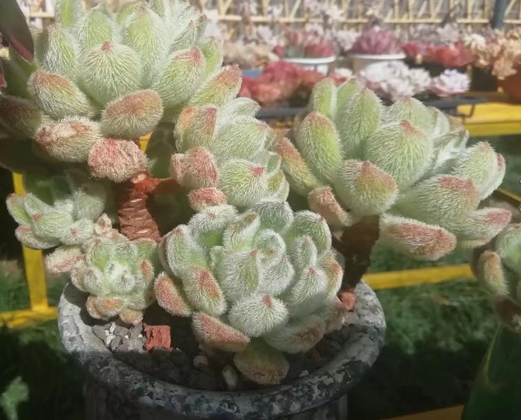 多肉养出状态来有多美？这102种多肉控养上色之后美呆了