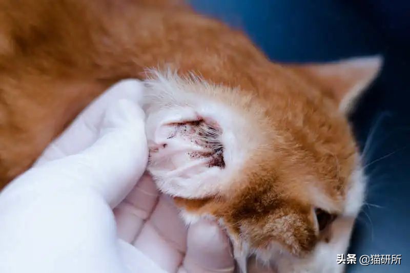 猫咪耳螨怎么治疗才能彻底好,耳螨猫咪用什么药猫咪老是乱动