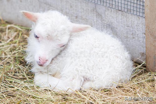 刚出生的小羊羔需要关注什么,小羊羔喂牛奶关注事项