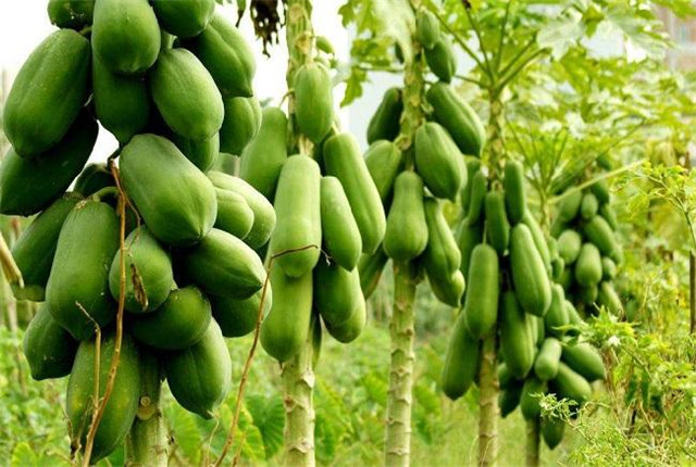 番木瓜种植技术视频教程,番木瓜籽种植技术