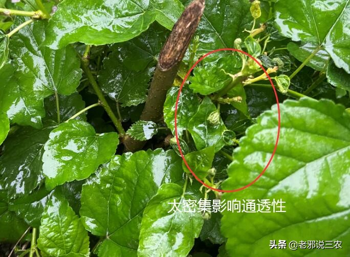 桑树虫害防治方法,桑树病虫害如何防治