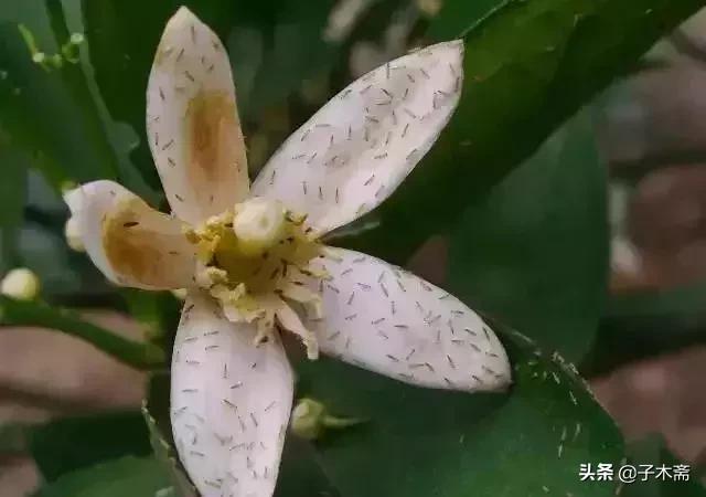 柑橘大实蝇和柑橘小实蝇常规虫害,柑橘虫害高清图谱及防治方法