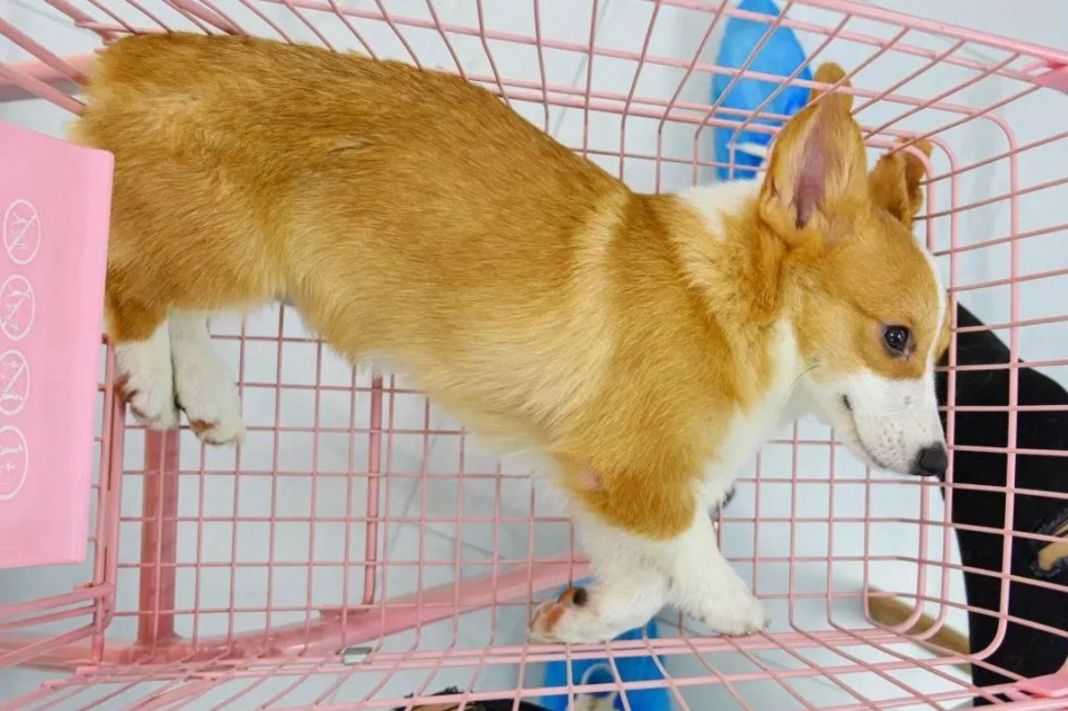 吸屁屁，短腿大耳肉嘟嘟，这家店进去就出不来了…