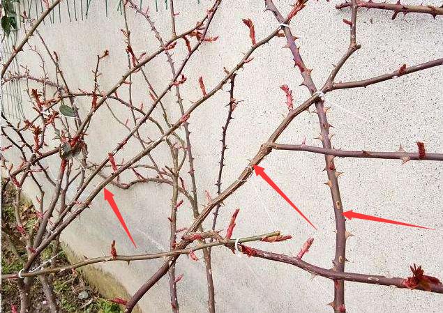 地栽月季冬季修剪时间和方法,藤本月季冬季修剪要不要剪顶端