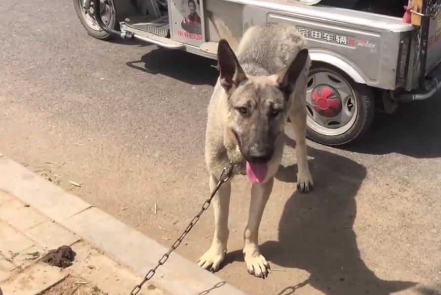 小型宠物狗价格500以下出售,3岁的狗狗就卖不掉了吗