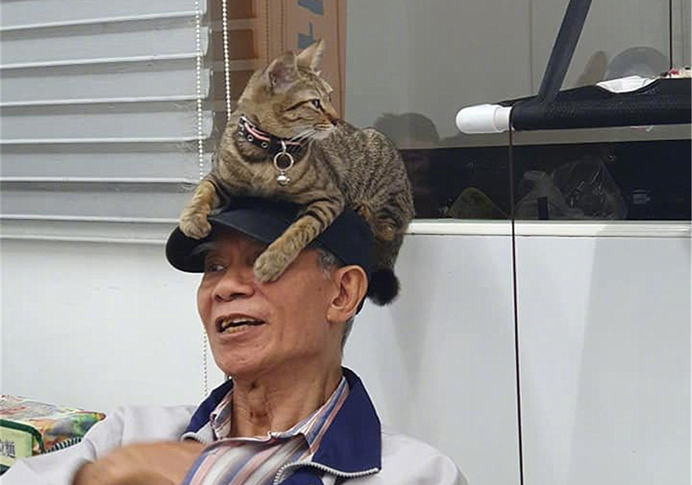 爷爷养的狸花猫粘我,爷爷养的狸花猫抓老鼠