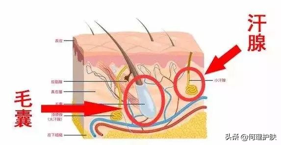激光脱毛能永久吗腋下,激光脱毛能永久吗知乎