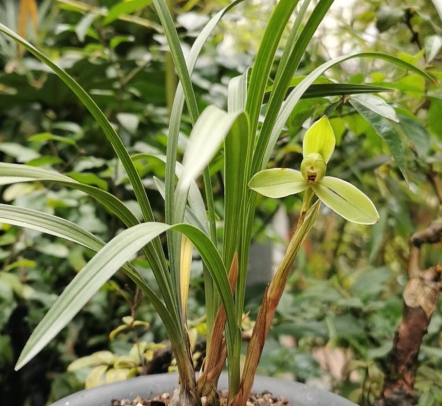 春兰宋梅怎么养才容易开花呢,春兰宋梅养护方法及关注事项