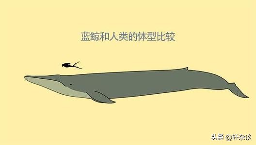 世界上最大最重动物,从古至今陆地上最大的动物