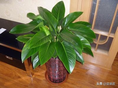 夏天不宜养的10种花,适合夏天养的4种花卉简单又漂亮