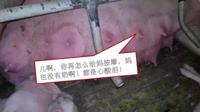 母猪奶水少快速解决方法,母猪奶水少怎么办呀