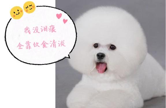 训练比熊用什么东西做奖励,训练比熊狗狗全部技能