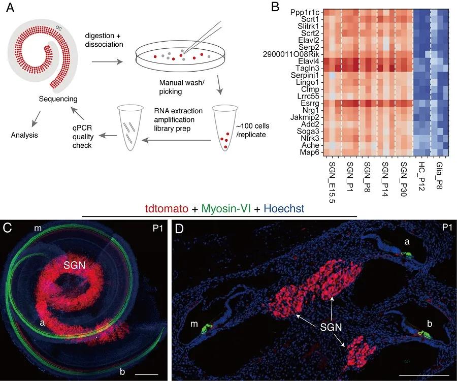 中科院神经所好不好,中科院神经所复试