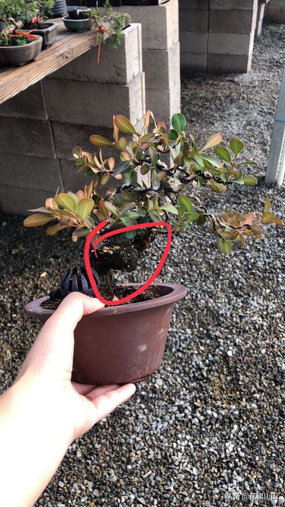 黄杨黄叶是什么病,黄杨枯黄有白色病用什么药