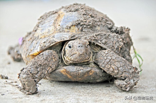 鳄龟会攻击其他龟吗,鳄龟攻击性强怎么办