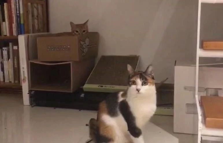 猫粮有必要喂进口的吗,猫吃进口猫粮好还是国产的好