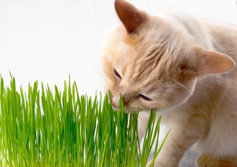 毛球堵塞是什么,怎么样帮助猫咪消化毛球