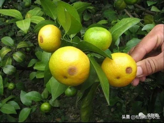 10类常见虫害高清图谱含防治方案,20种病虫害防治集合