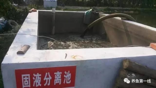 池塘水体净化,池塘净化鱼类