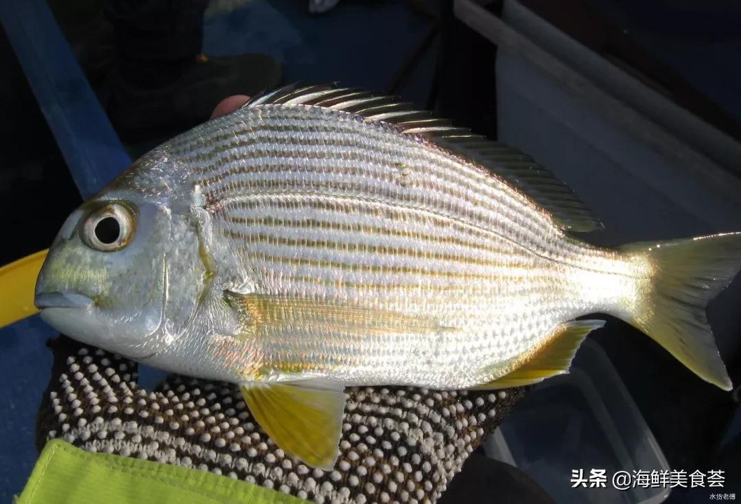 黄翅鱼如何分辨野生和养殖 (怎么看黄翅鱼是不是野生的)