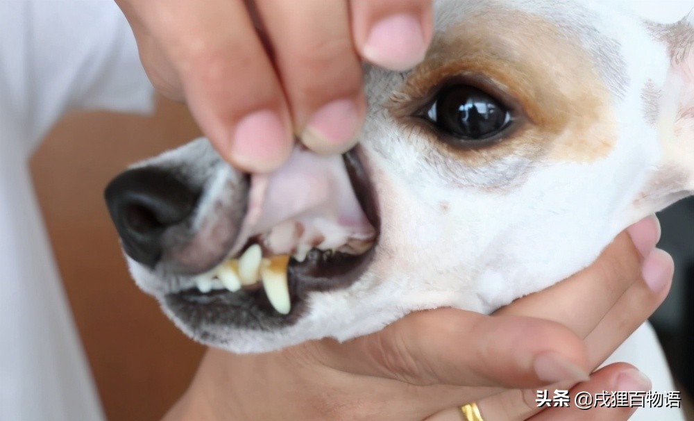 狗狗肾脏引起的贫血,狗狗贫血检查项目