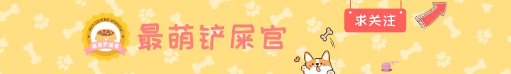 金毛和主人一起看夕阳,金毛和主人买菜